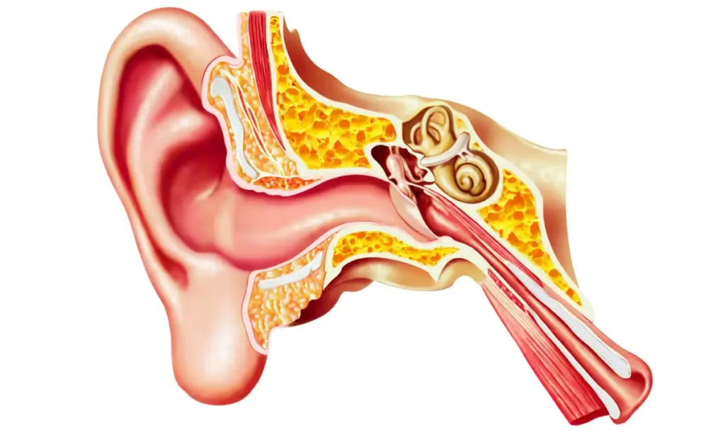 Struggling to Sleep with a Ruptured Eardrum? Here’s the Best Position! Understanding Ruptured Eardrums